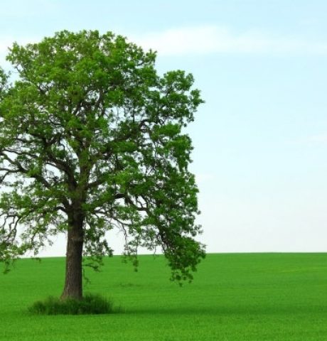 grass_trees_hd_picture_165975